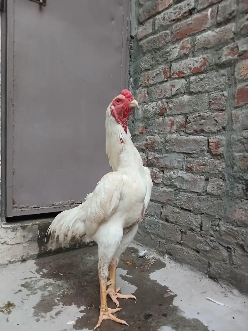 Aseel shamo /king size shamo/breeder — photo 12