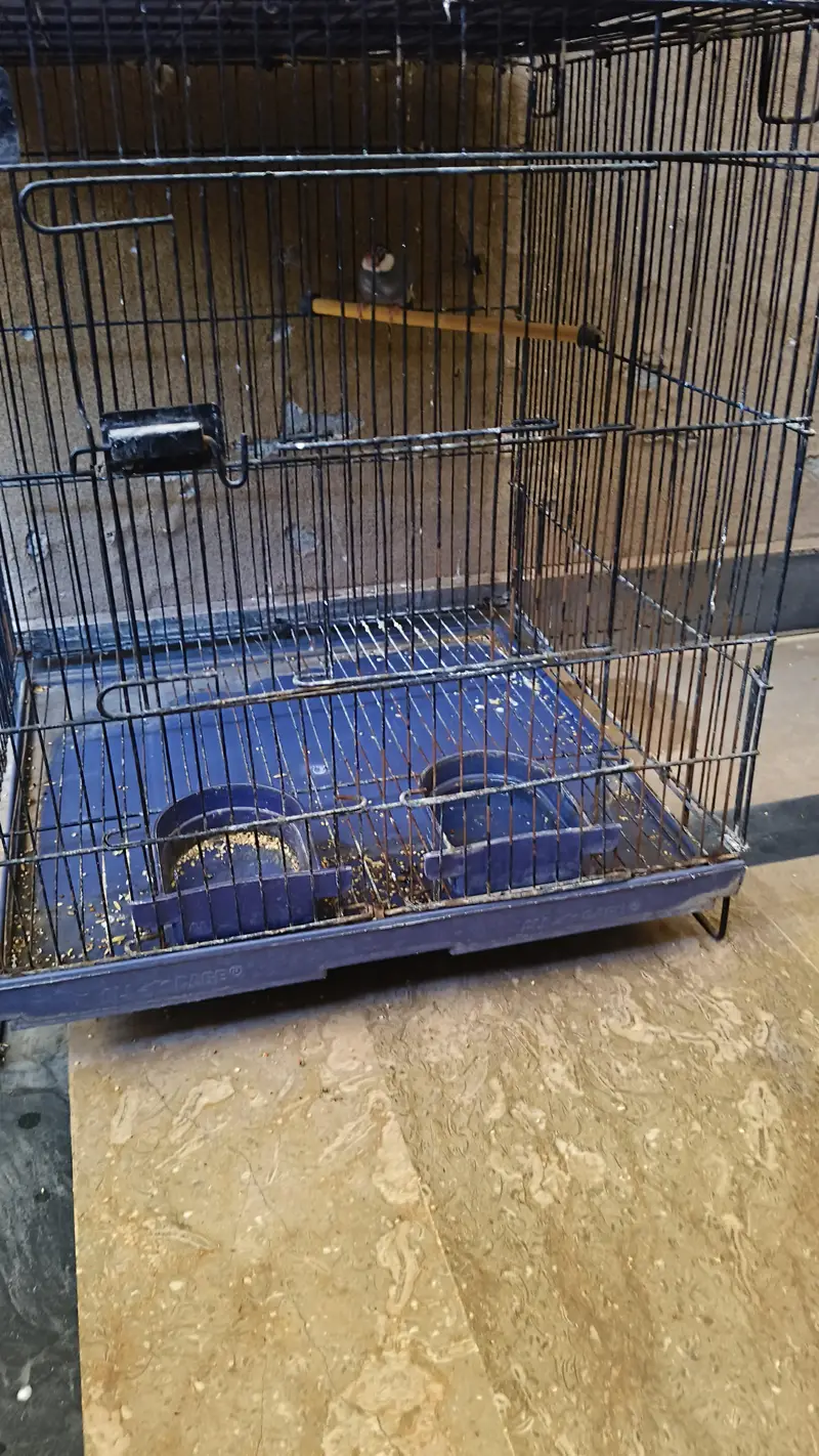 Java Bird with Cage For Sale 3000 rs Description: