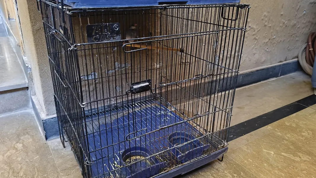 Java Bird with Cage For Sale 3000 rs Description: — photo 2