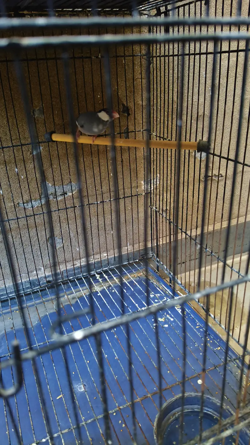 Java Bird with Cage For Sale 3000 rs Description: — photo 3