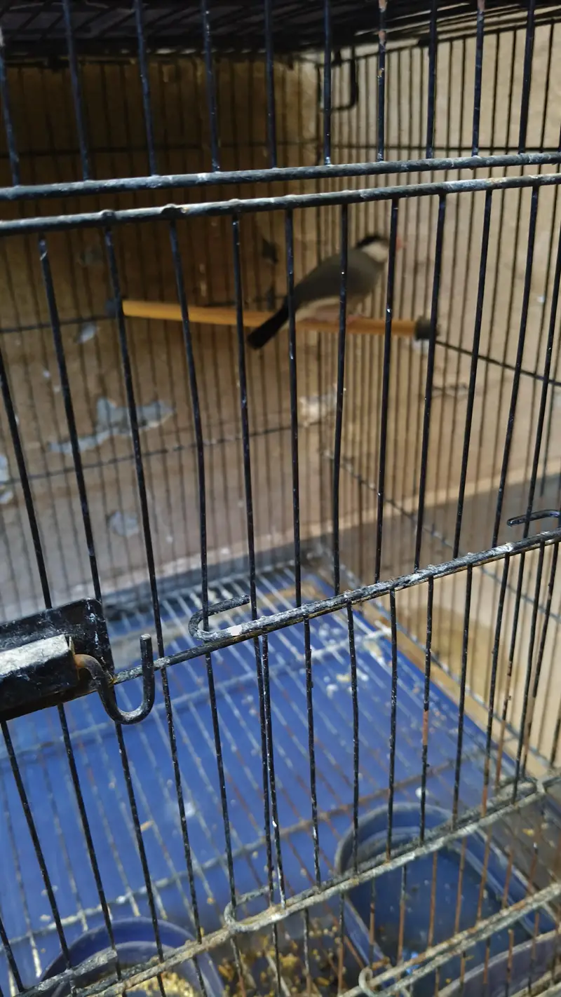 Java Bird with Cage For Sale 3000 rs Description: — photo 4
