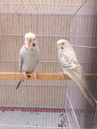 fellow budgie parrot breeder pair