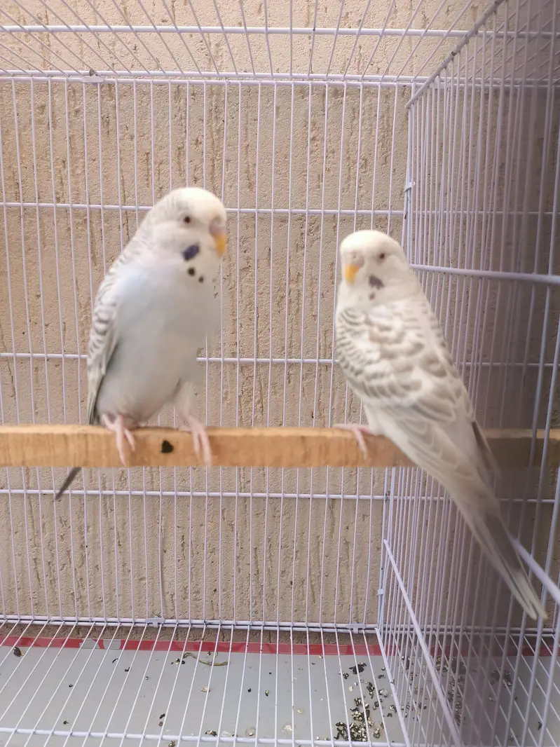 fellow budgie parrot breeder pair — photo 2