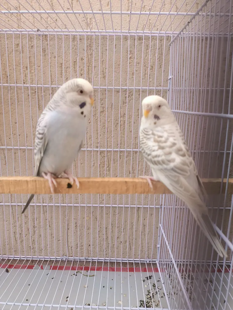 fellow budgie parrot breeder pair — photo 3