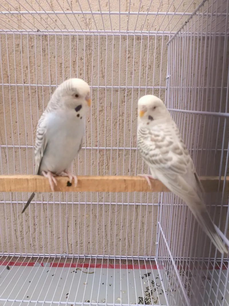 fellow budgie parrot breeder pair — photo 4