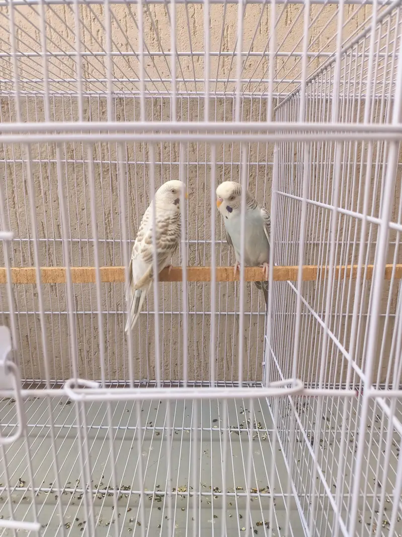 fellow budgie parrot breeder pair — photo 5