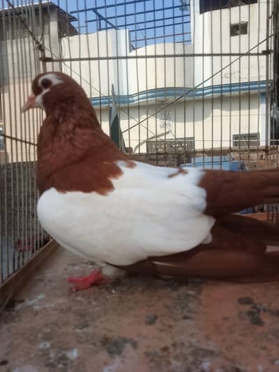 breedar pair healthy and active