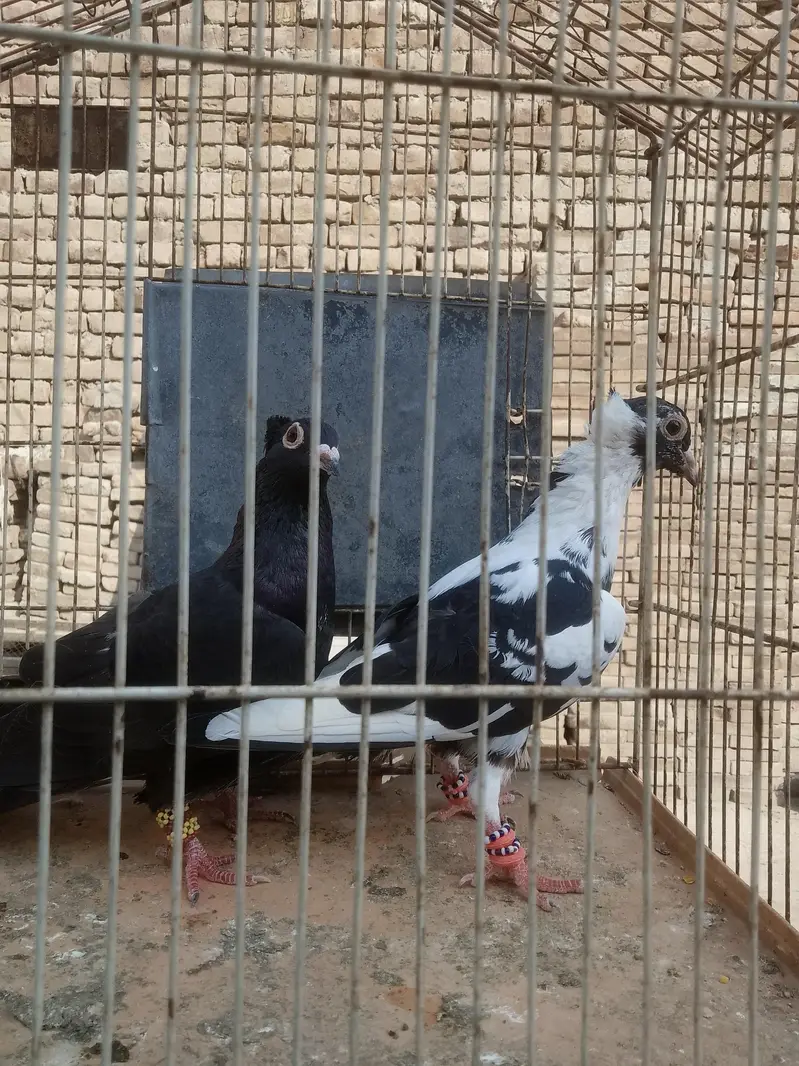 breedar pair healthy and active — photo 3
