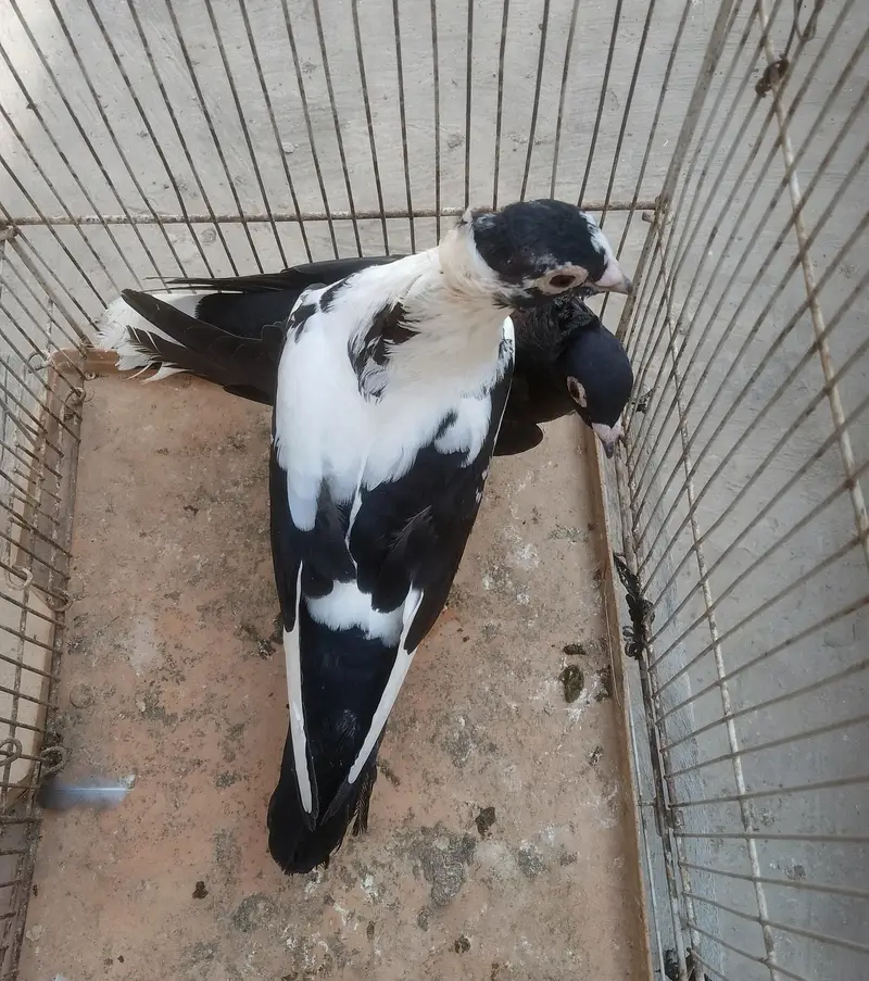 breedar pair healthy and active — photo 4