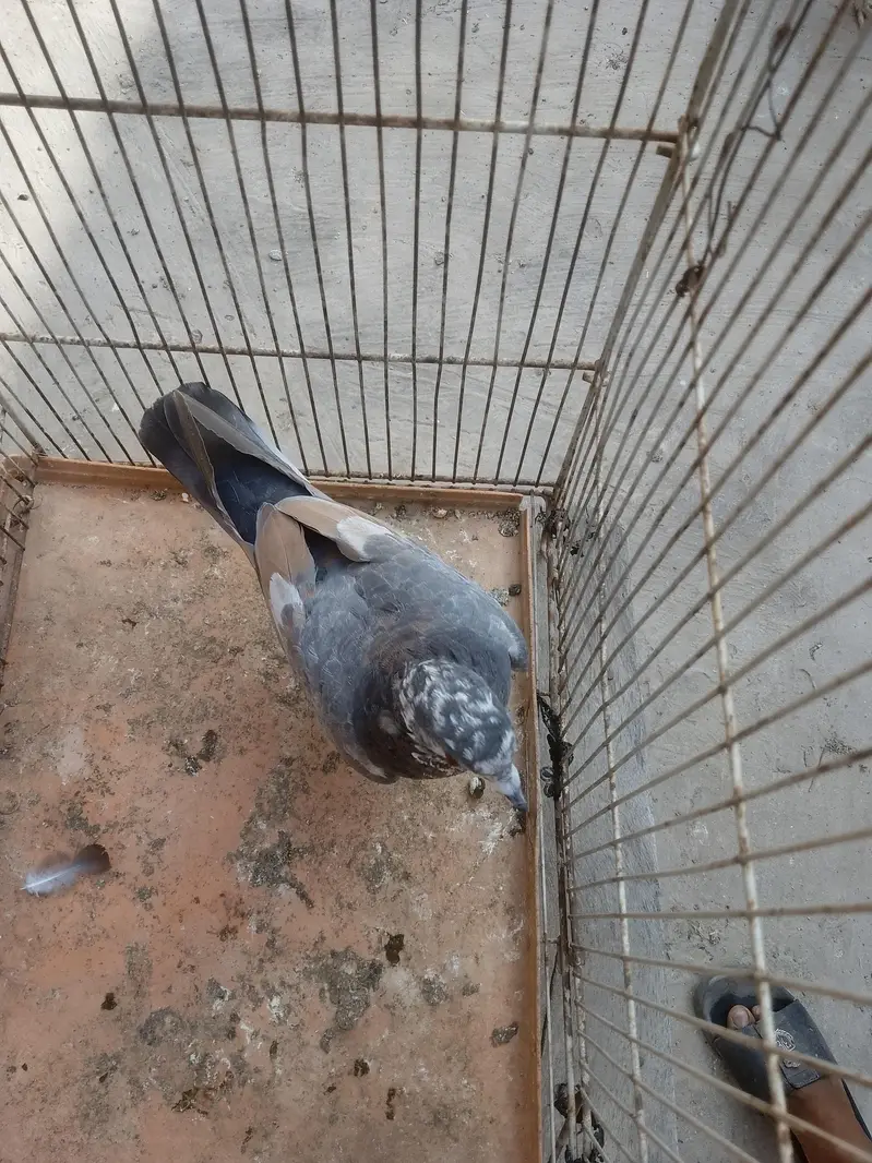 breedar pair healthy and active — photo 5