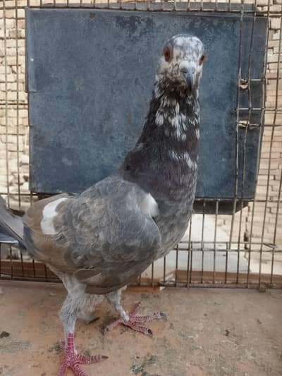breedar pair healthy and active