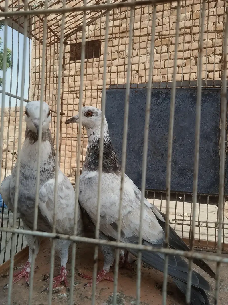 breedar pair healthy and active — photo 8