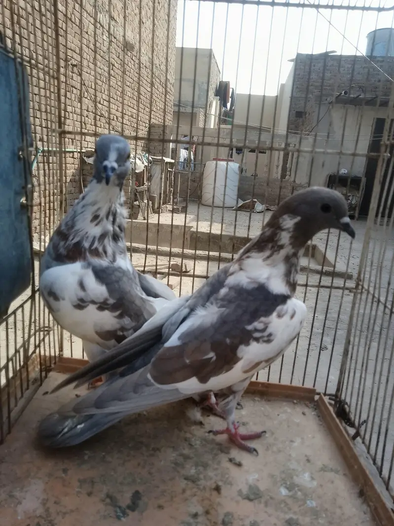 breedar pair healthy and active — photo 9