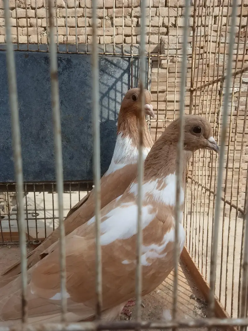 breedar pair healthy and active — photo 10