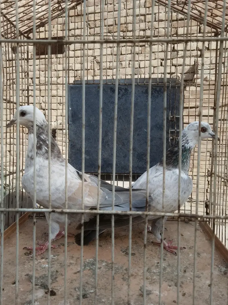 breedar pair healthy and active — photo 11