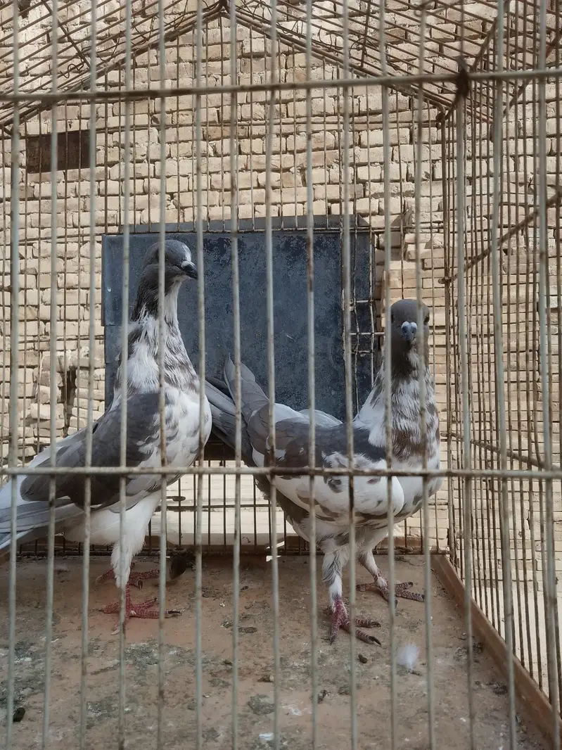 breedar pair healthy and active — photo 12