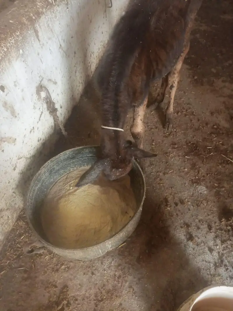 bachri for sale