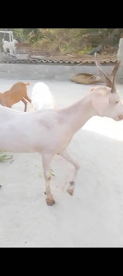 golden tapri goat