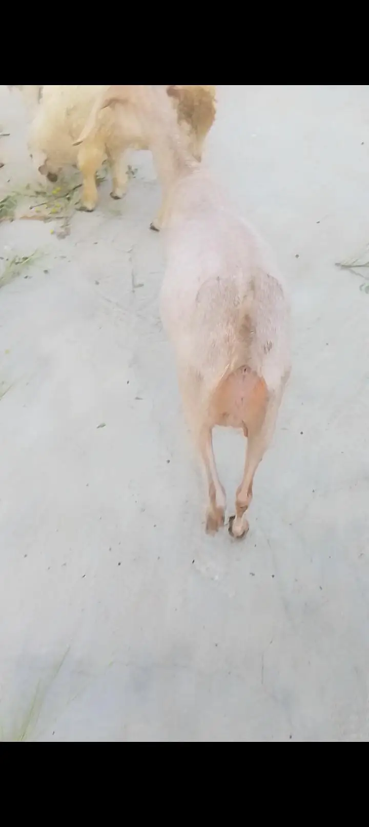 golden tapri goat — photo 2