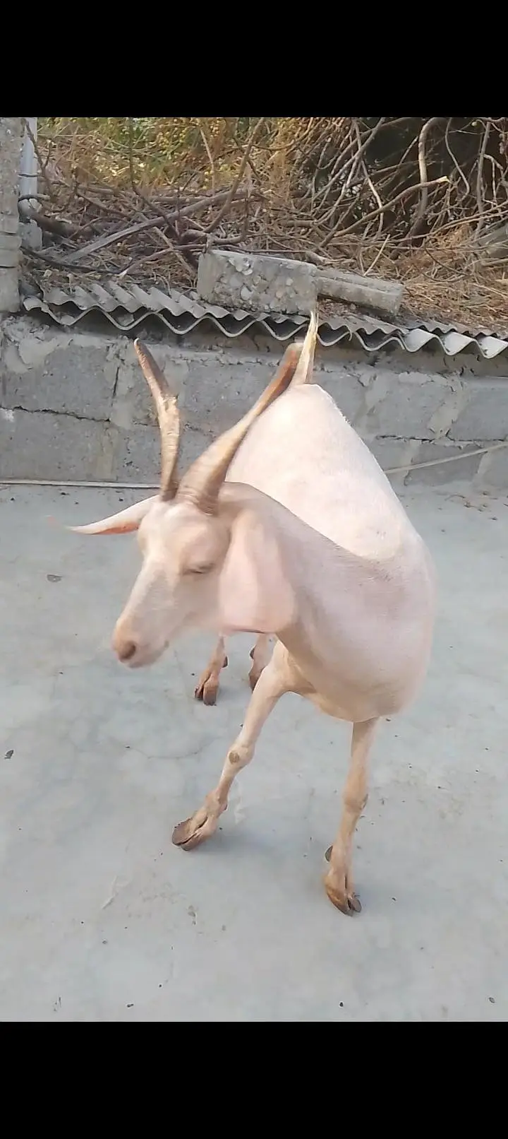 golden tapri goat — photo 3