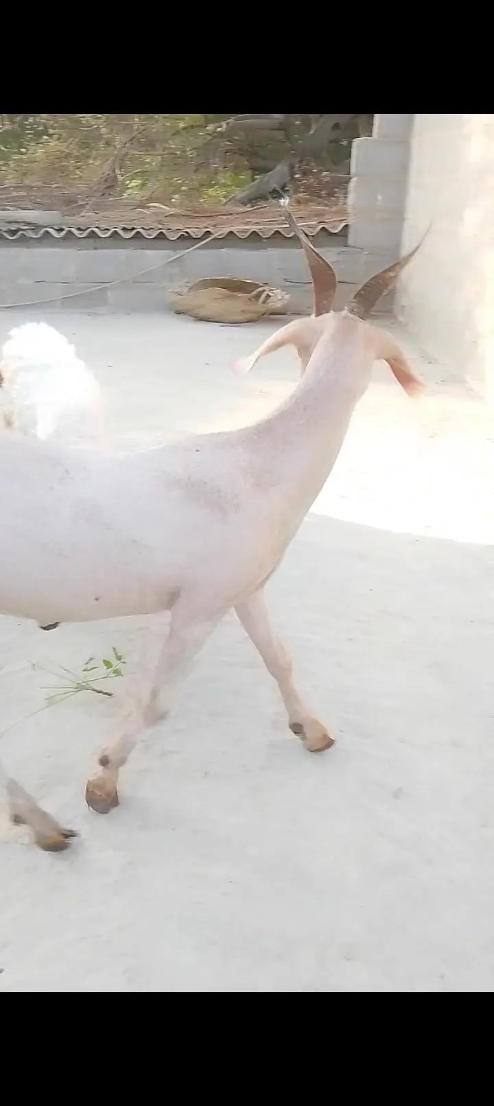 golden tapri goat — photo 4