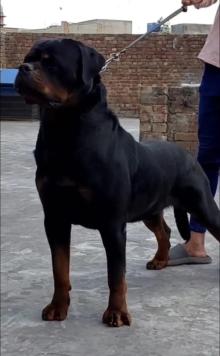 Rottweiler Puppies for Sale – Cute, Healthy, and Playful Puppies — photo 5