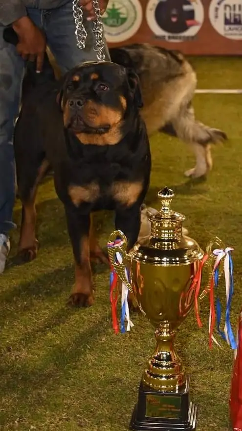 Rottweiler Puppies for Sale – Cute, Healthy, and Playful Puppies — photo 6