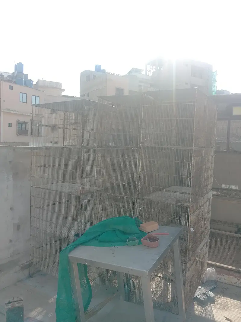 Bird Cages