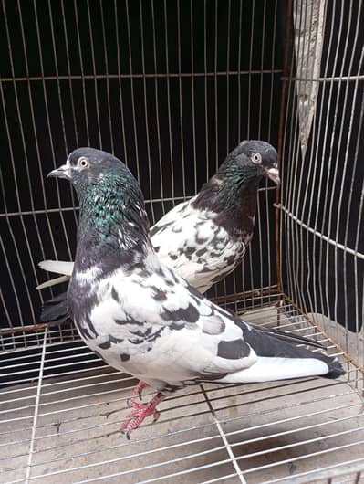 Rampuri pair  6000