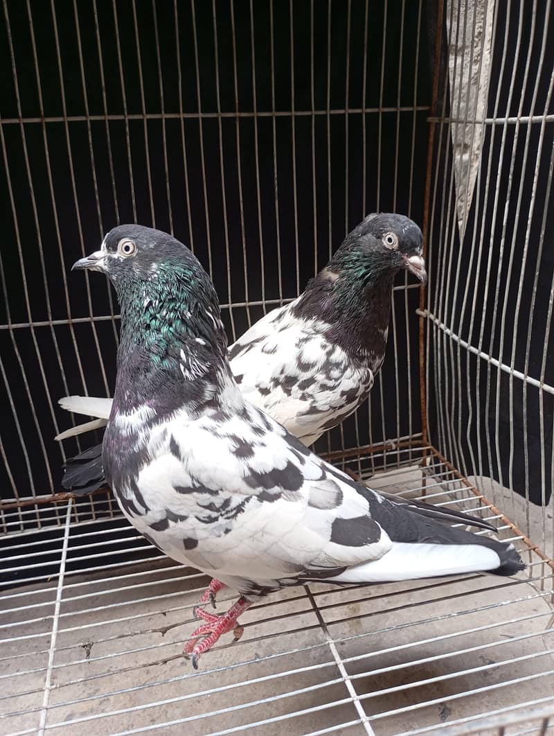 Rampuri pair  5500 0