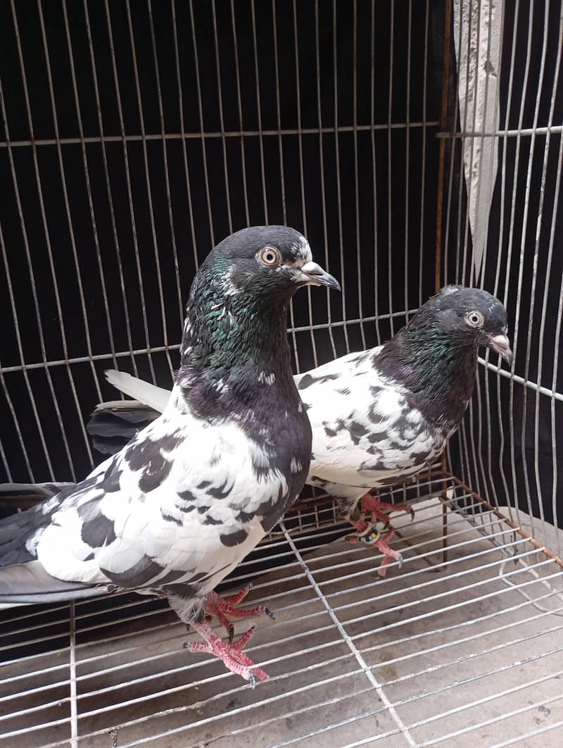 Rampuri pair  5500 1