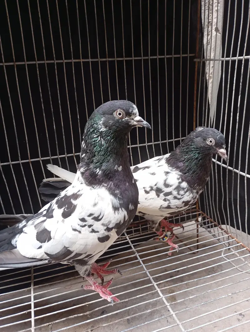 Rampuri pair  5500 — photo 2