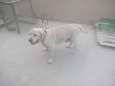 Best Stud Male available active healthy play full