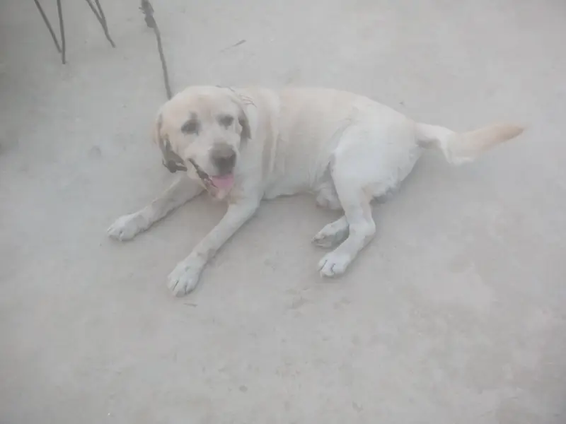 Best Stud Male available active healthy play full — photo 3