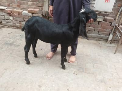Breeder Beetal Pathora
