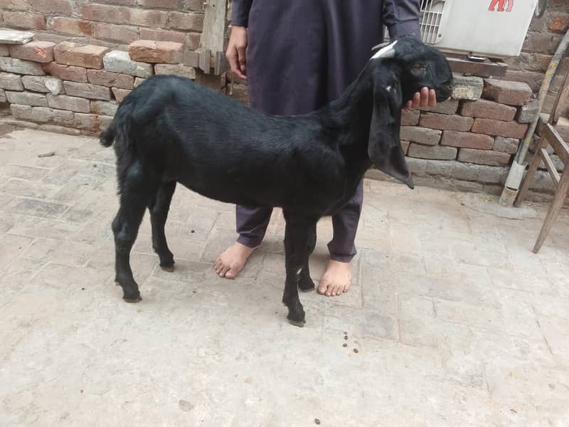 Breeder Beetal Pathora 0