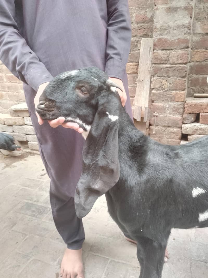 Breeder Beetal Pathora 2