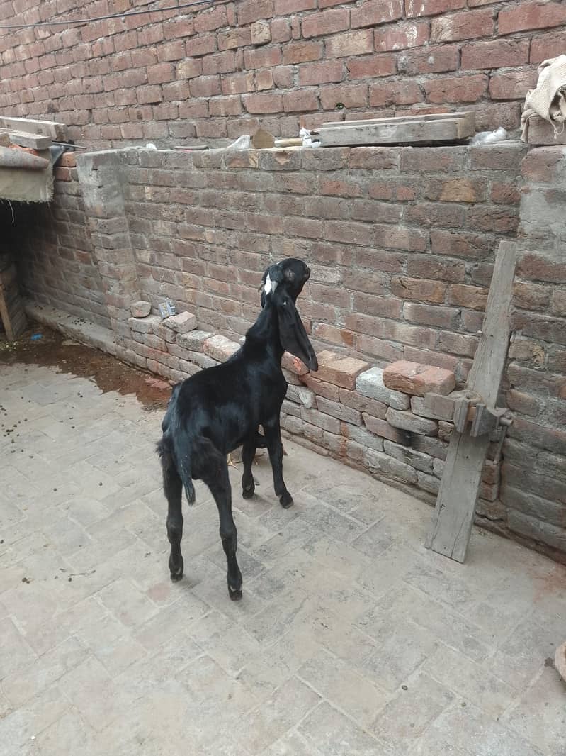 Breeder Beetal Pathora 3