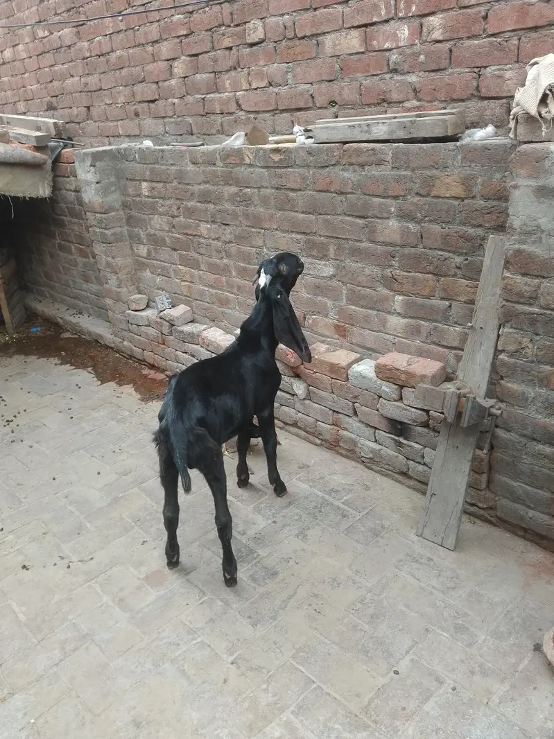 Breeder Beetal Pathora — photo 4