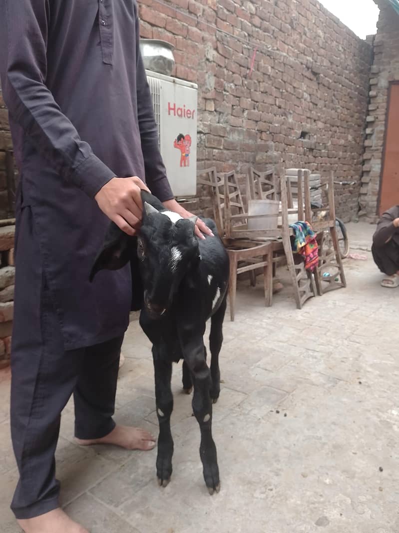 Breeder Beetal Pathora 4