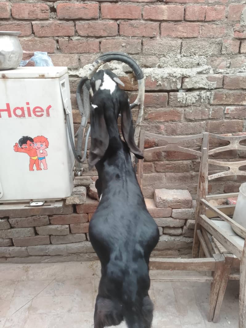 Breeder Beetal Pathora 5