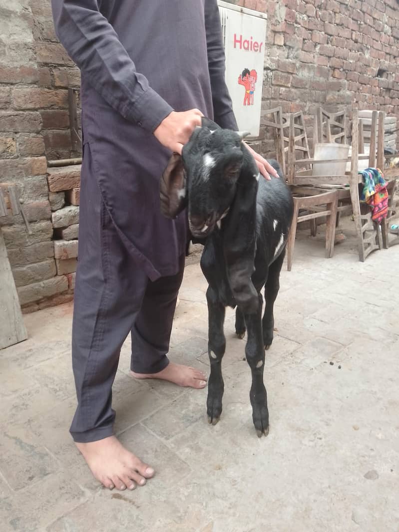 Breeder Beetal Pathora 6