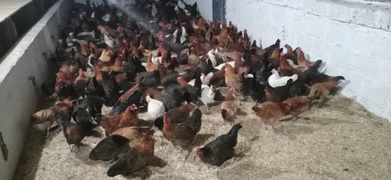 دیسی انڈے دستیاب ہے ۔35روپےفی عدد ر 3