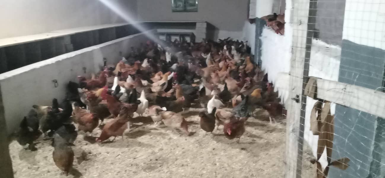 دیسی انڈے دستیاب ہے ۔35روپےفی عدد ر 4