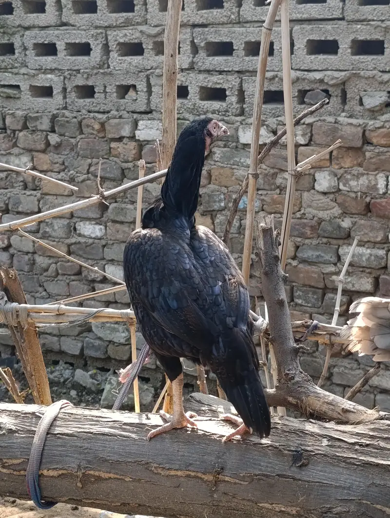 aseel murgi — photo 2