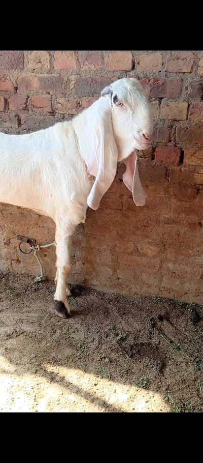 Gulabi bakra