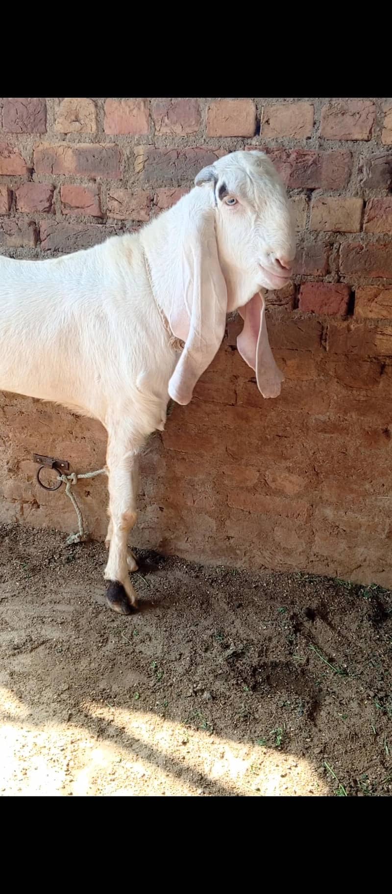 Gulabi bakra 0