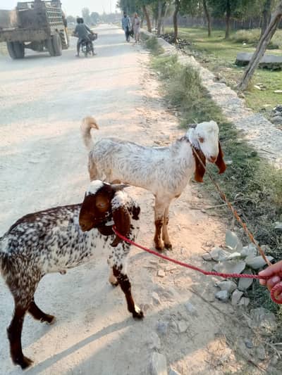 two goats for sale
