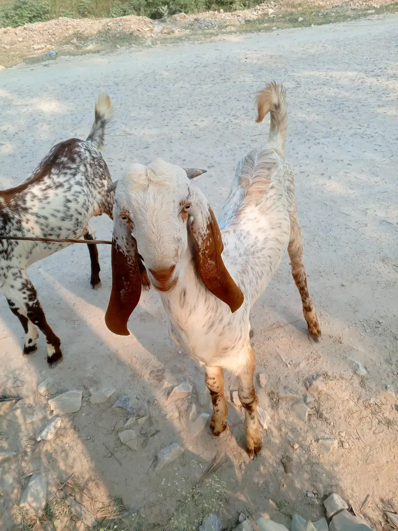 two goats for sale — photo 2