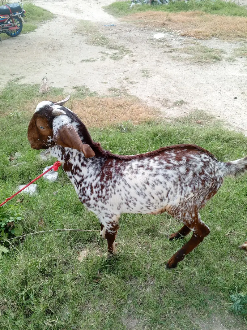 two goats for sale — photo 3